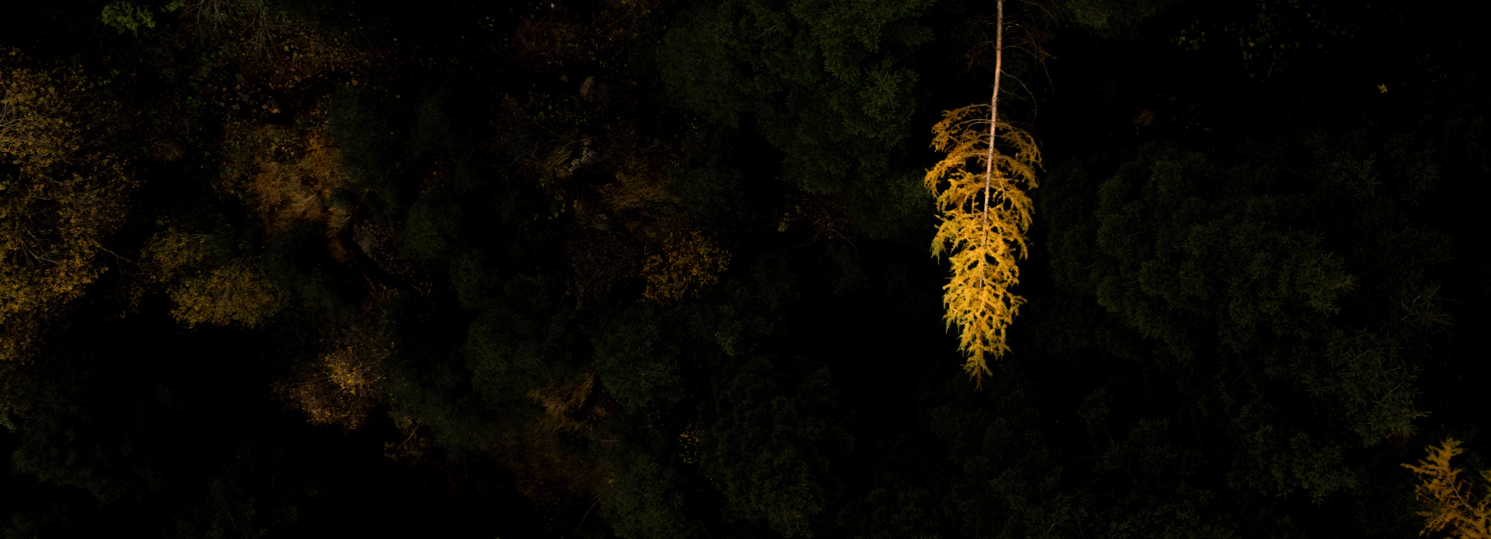 Tree, Vegetation, Conifer, Night, Woodland