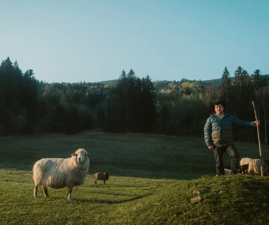 sheep, farmer, outdoor, field, rural