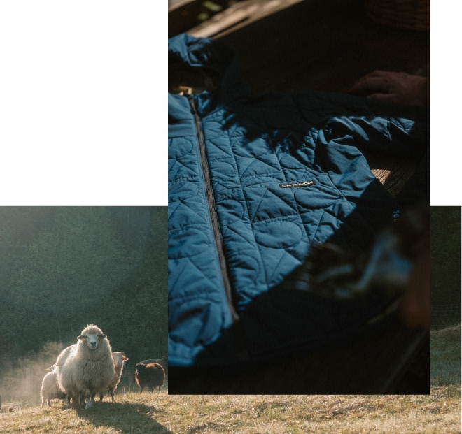 leicht-warm-verantwortungsvoll Clothing, Coat, Jacket, Sheep, Chicken