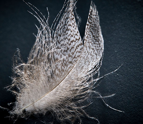 116726_MedRes_Downwool_Robl_MedRes Animal, Beak, Bird, Accessories