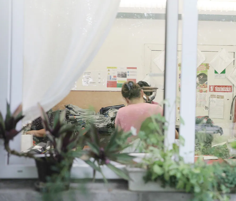 Plant, Potted Plant, Person