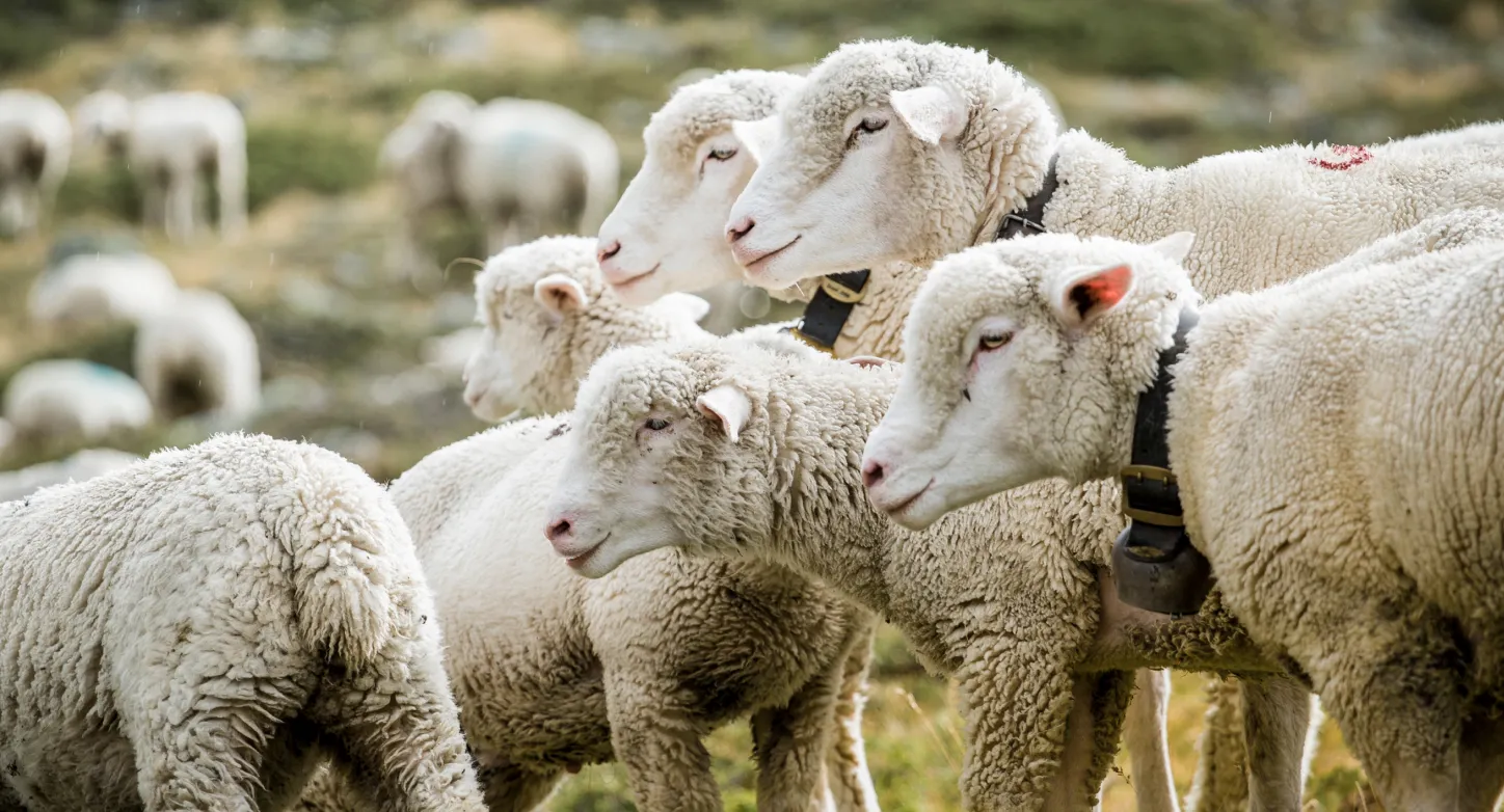 Animal, Livestock, Mammal, Sheep