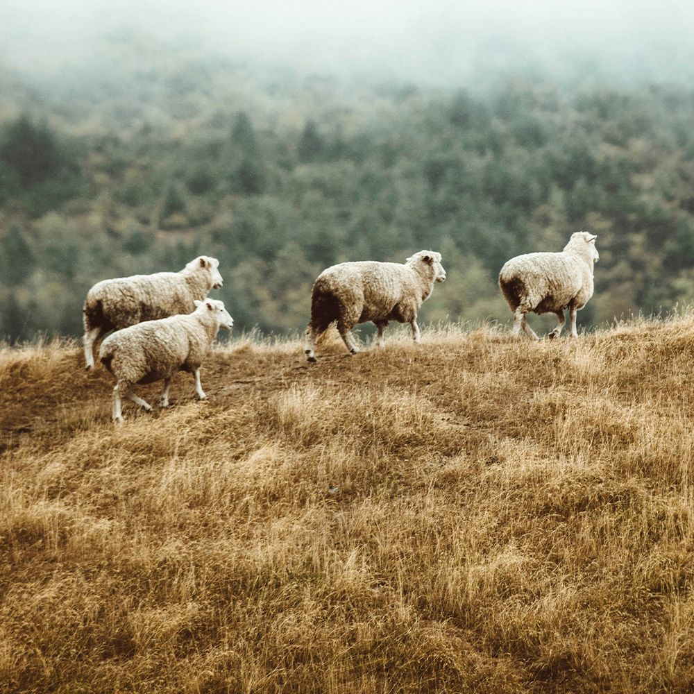 251124_Protact_01_Uebersicht_Kachel_Tierwohl_Mobil_01000x1000_CWI Field, Grassland, Nature, Sheep, Pasture