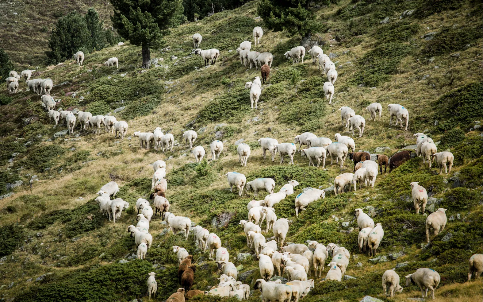 Field, Pasture, Grassland, Grazing, Herd
