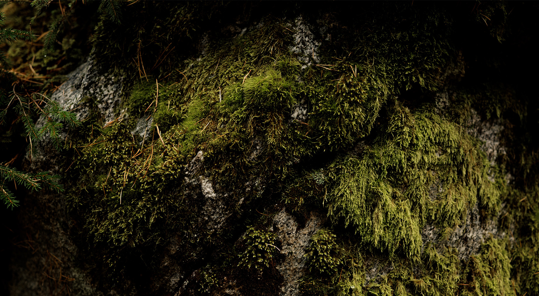 250901_Protact_Klimaschutz_Kompensation_Desktop_1807x992_CWI Moss, Plant, Tree