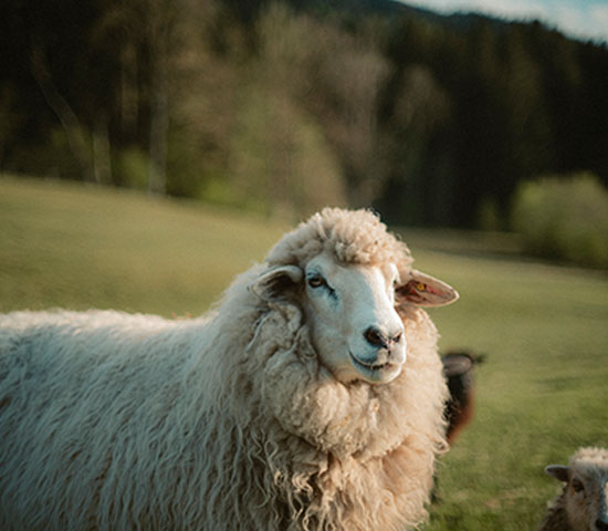 011_INSULATION-Schfer_WS2526_Lenggries_ChristofWolf_HiRes Animal, Livestock, Mammal, Sheep