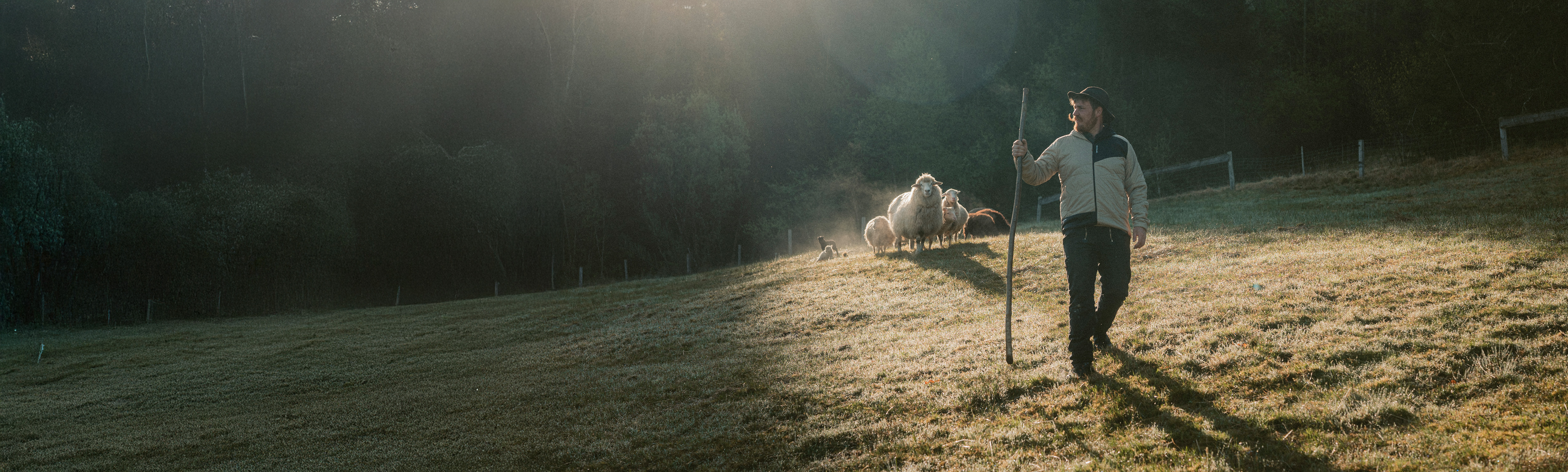 Person, Walking, Photography, Mammal, Sheep