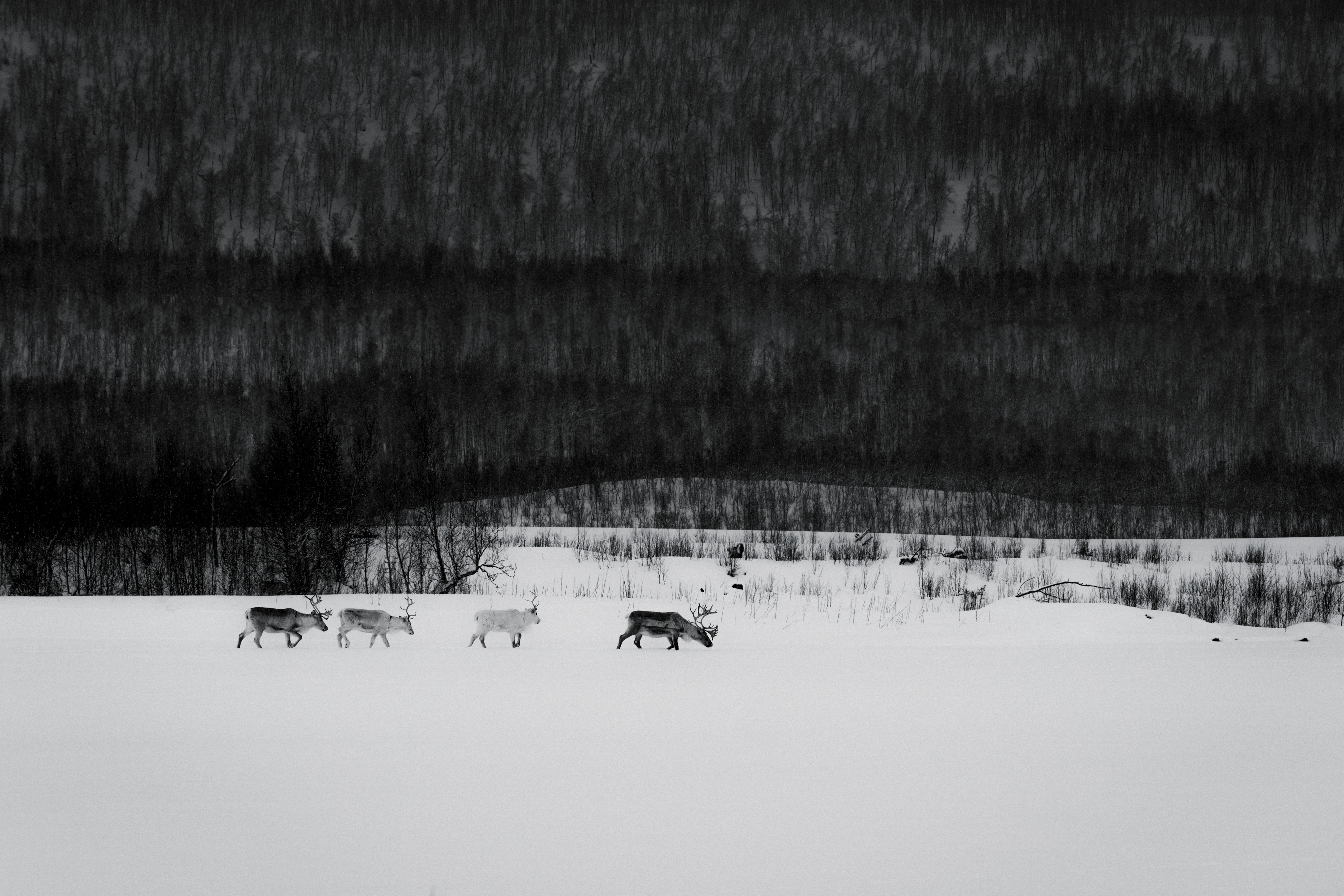 N5A5640_FREERIDE_WS2526_Norwegen_MaxDraeger_MedRes N5A5640_FREERIDE_WS2526_Norwegen_MaxDraeger_MedRes