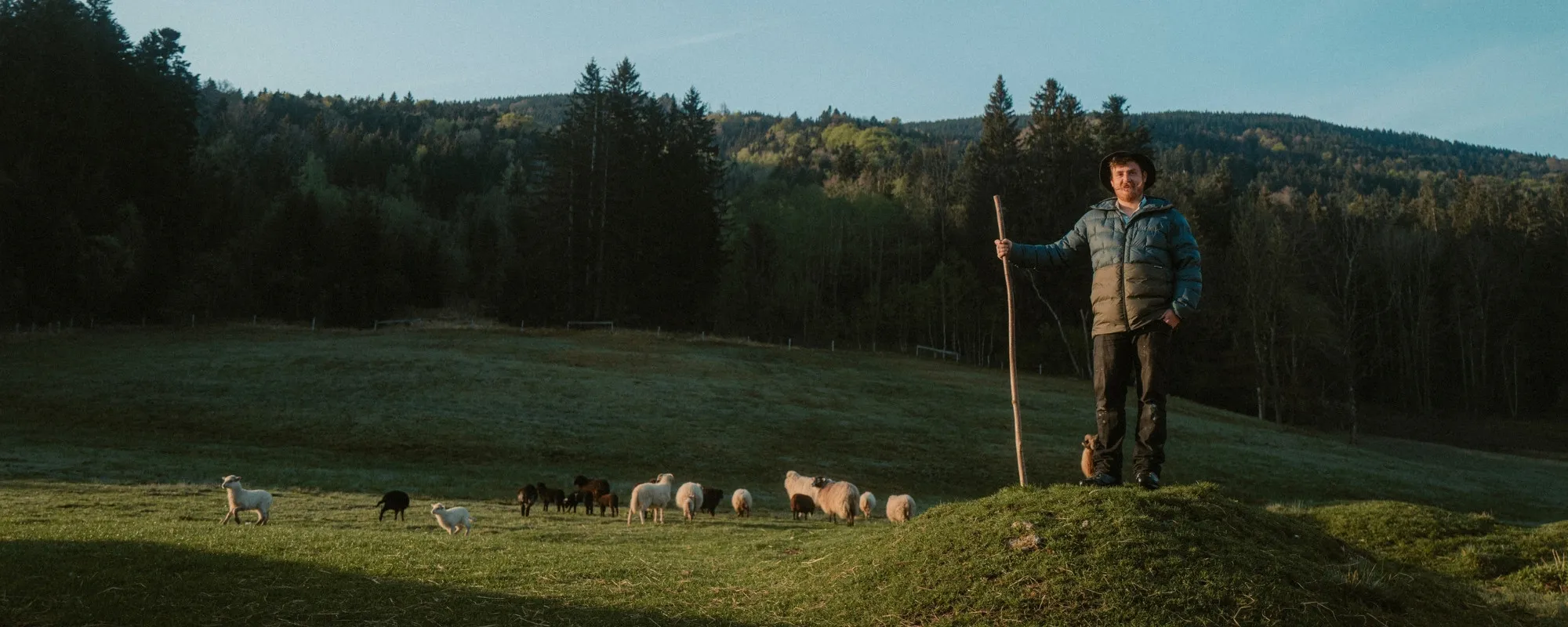 hiker, man, outdoor, shepherd, sheep
