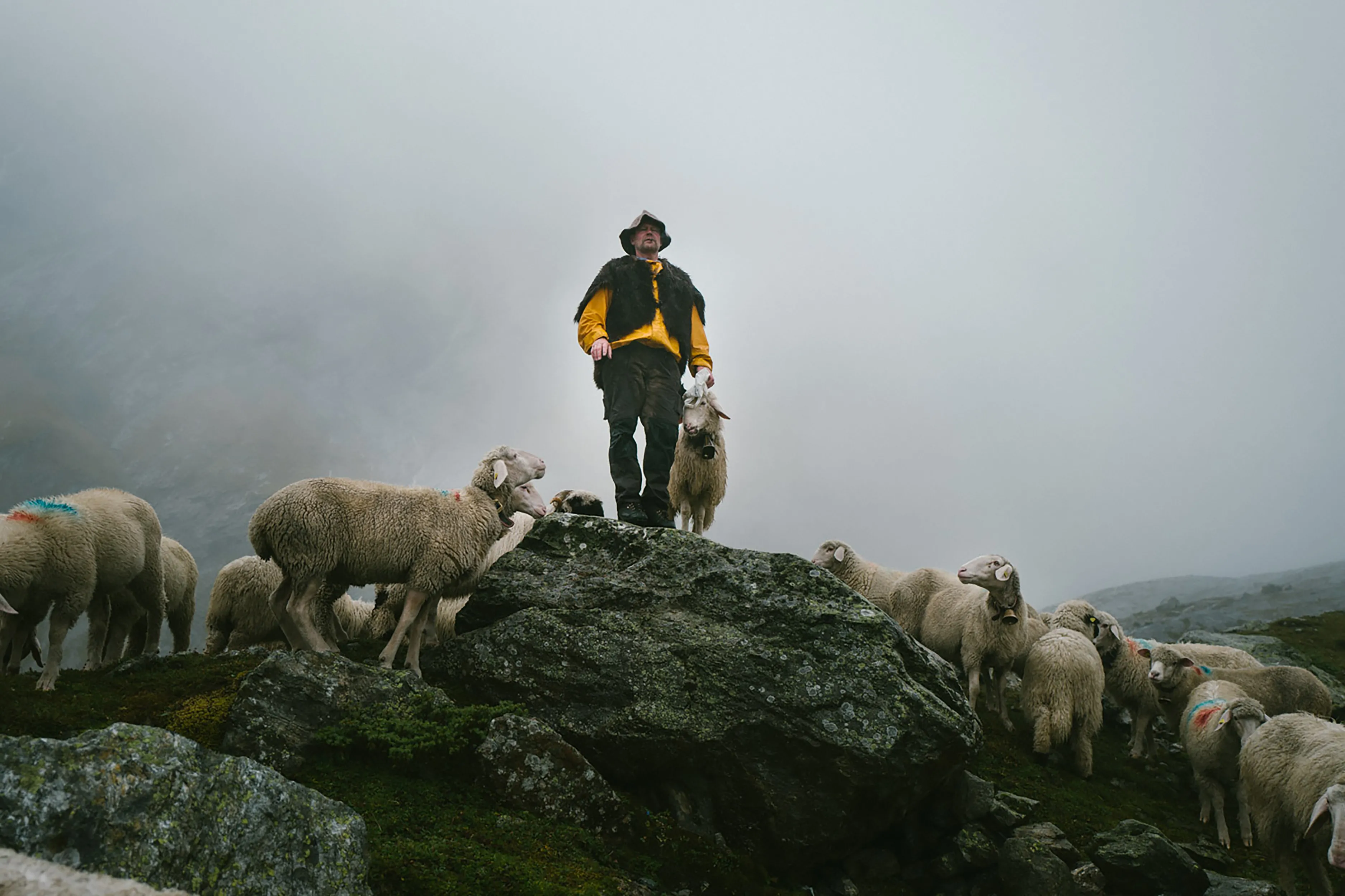 Adult, Male, Man, Person, Sheep, Adult, Male, Man, Person, Sheep, Adult, Male, Man, Person, Sheep