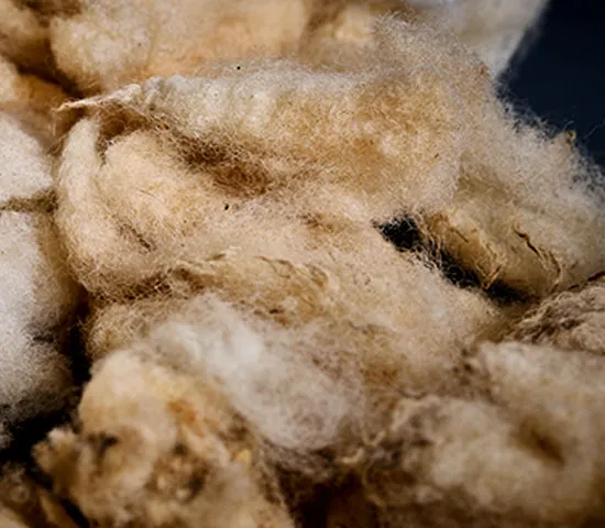 Wool