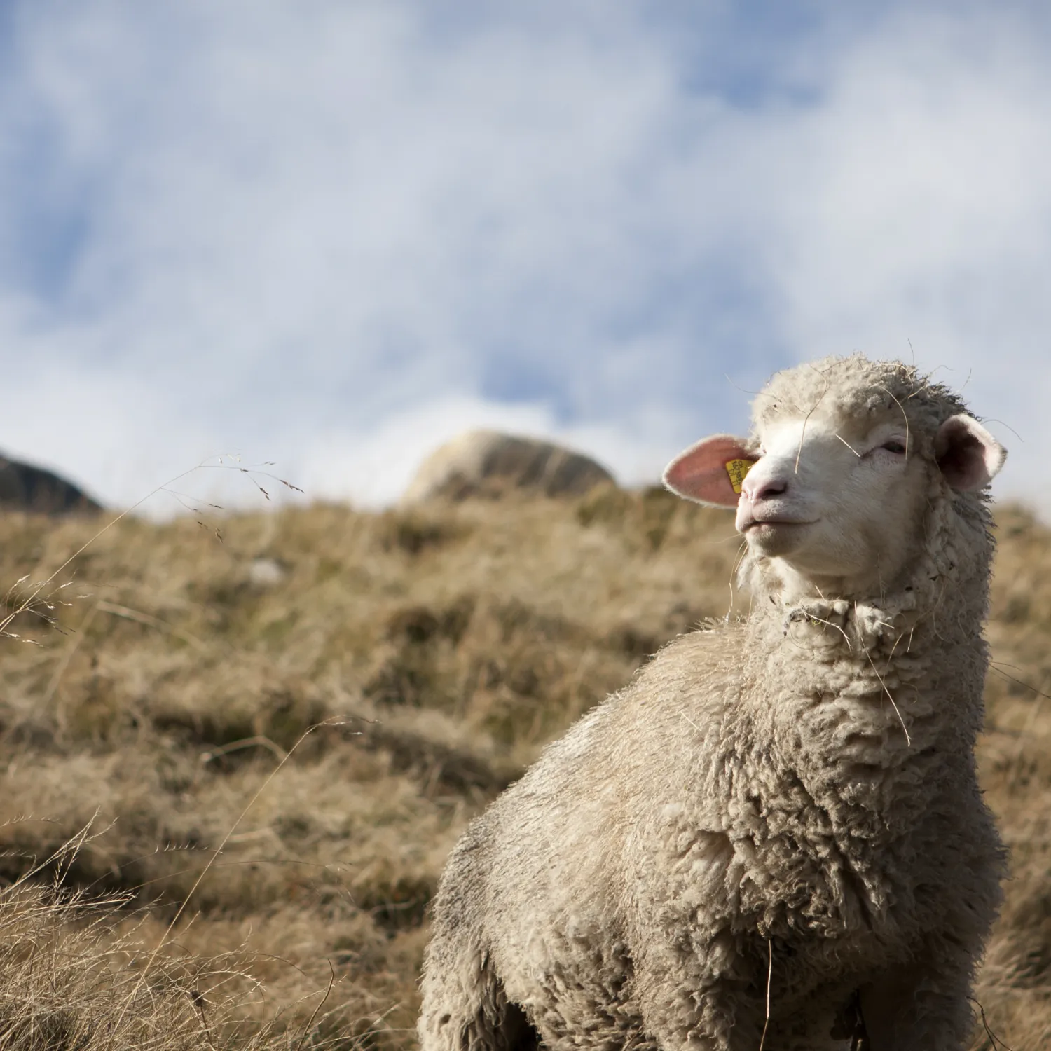 sheep, lamb, animal, pasture, fluffy