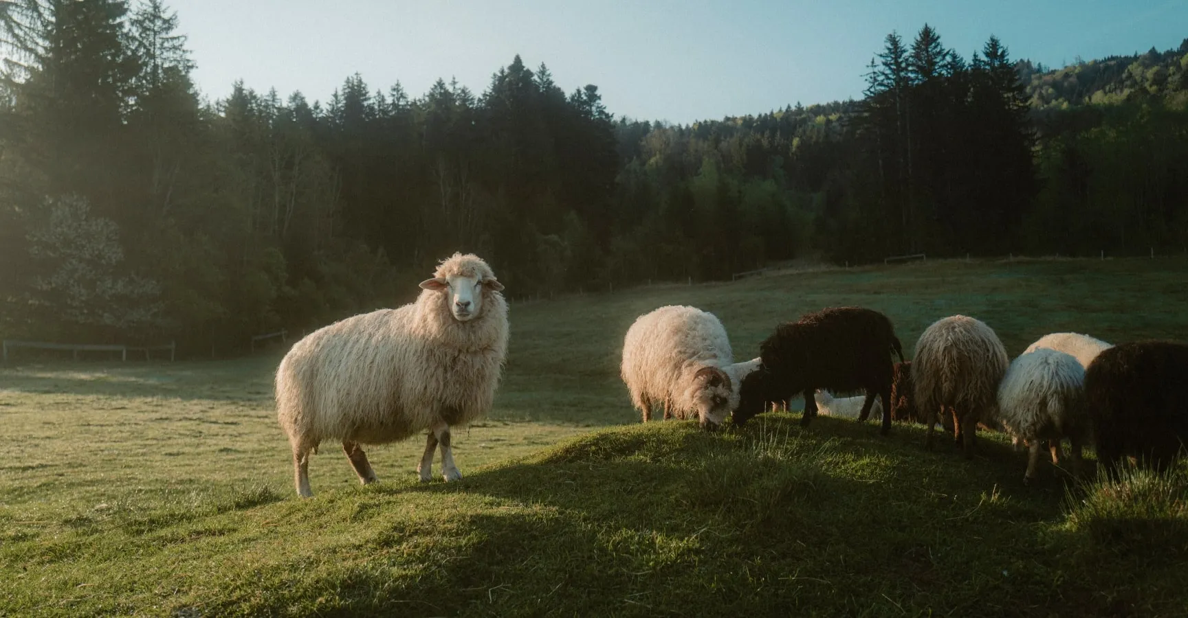 292_INSULATION-Schfer_WS2526_Lenggries_ChristofWolf_HiRes-min Field, Grassland, Pasture, Ranch, Sheep
