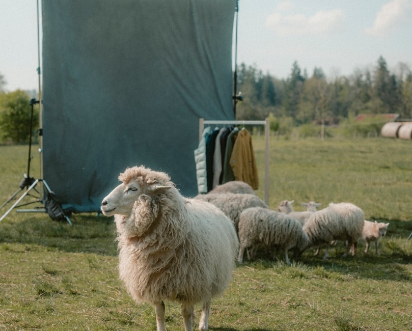 2588_INSULATION-Backdrop_WS2526_Lenggries_ChristofWolf_HiRes-min Animal, Livestock, Mammal, Sheep