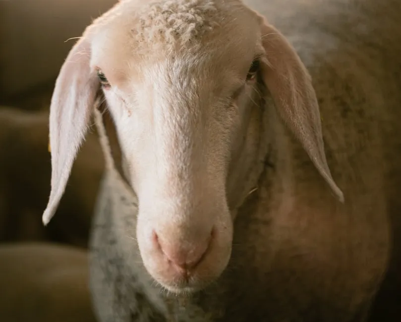 Livestock, Animal, Mammal, Sheep