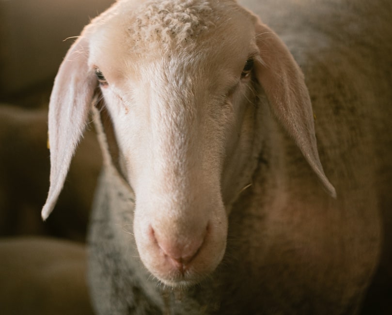 1992_WWW.CHRISTOF-WOLF.COM_ORTOVOX_LocWool-min Livestock, Animal, Mammal, Sheep