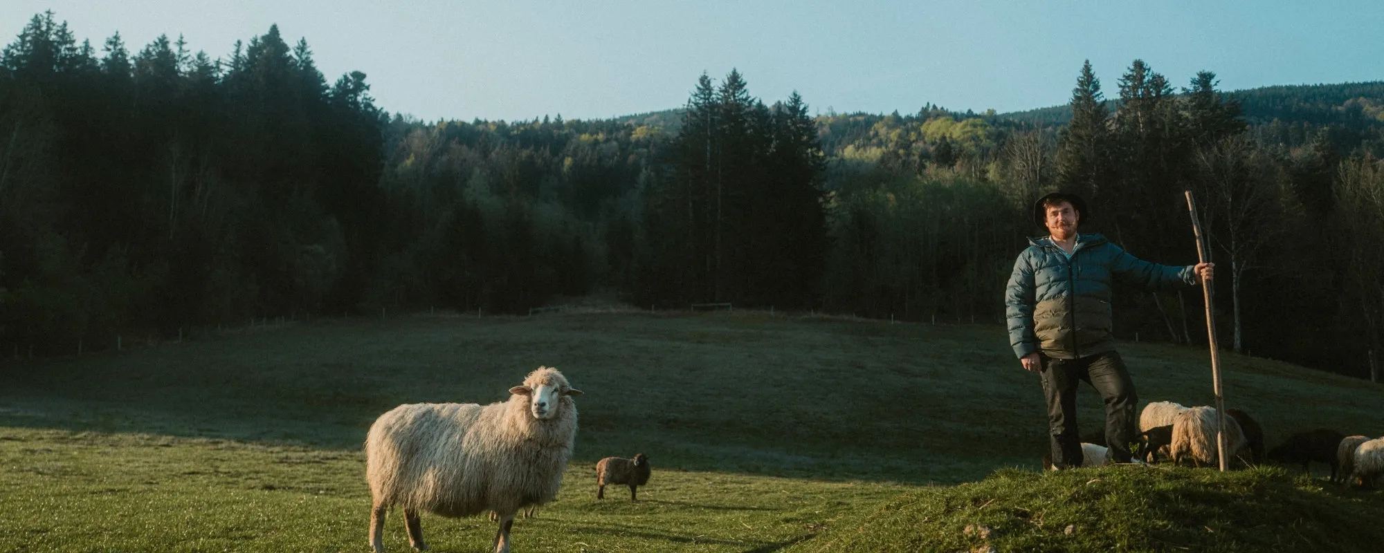 sheep, farmer, field, stick, field with sheep