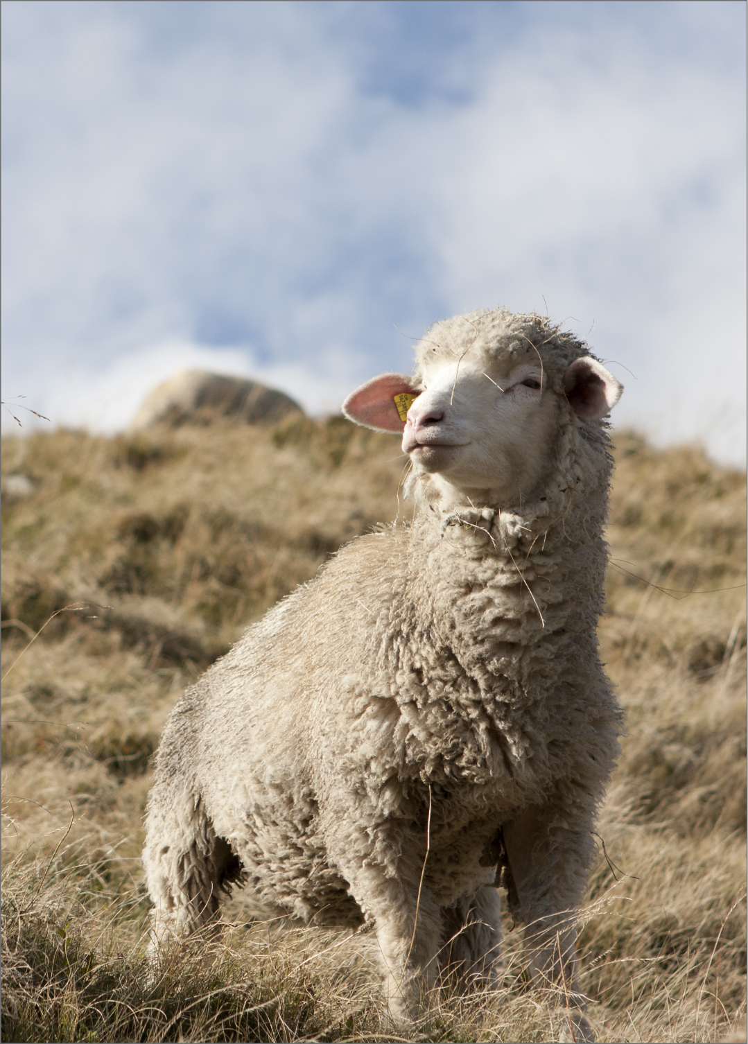 2154_LocWool_WS2526_ChristofWolf_HiRes Animal, Livestock, Mammal, Sheep, Animal, Livestock, Mammal, Sheep, Animal, Livestock, Mammal, Sheep