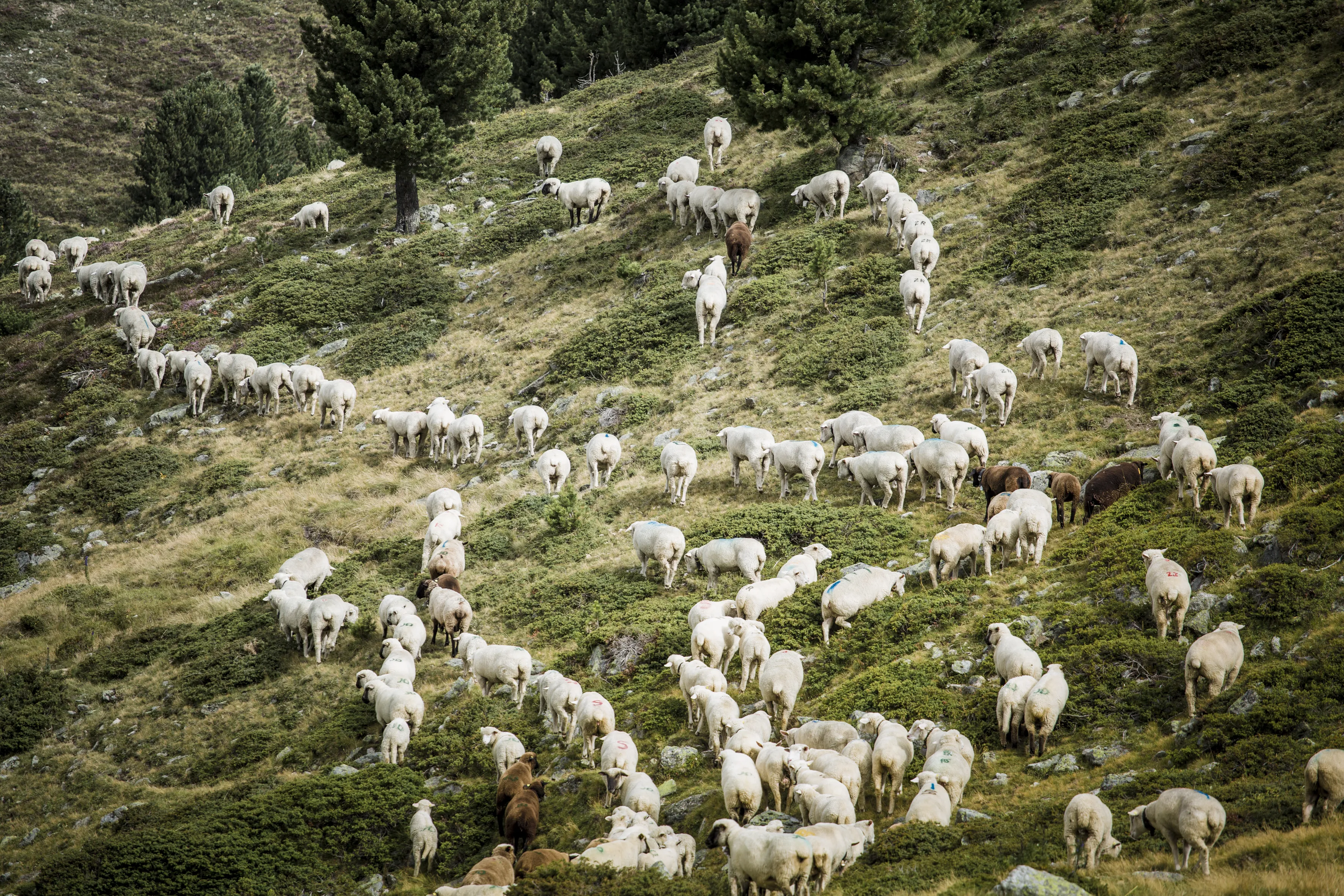 ORTOVOX_SWISSWOOL_WS2324_HHeckmair_V8A9298_(1)