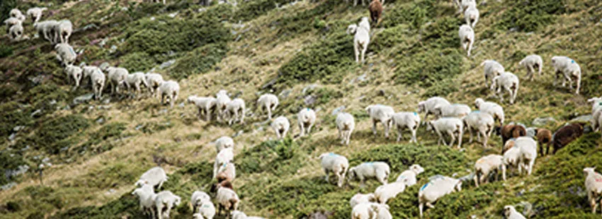 Field, Pasture, Herd, Grassland, Flock