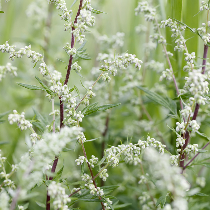 Mugwort