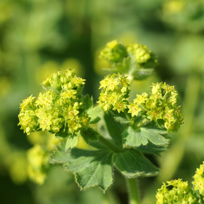 Lady's Mantle