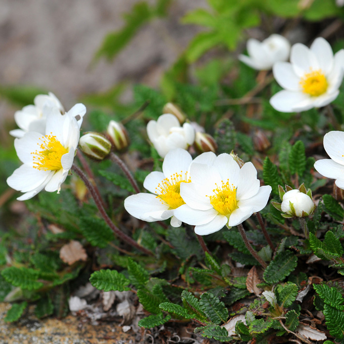 Mountain Avens