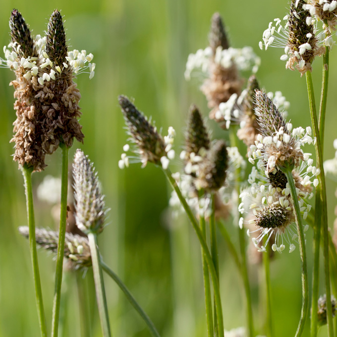 Ribwort Plantain