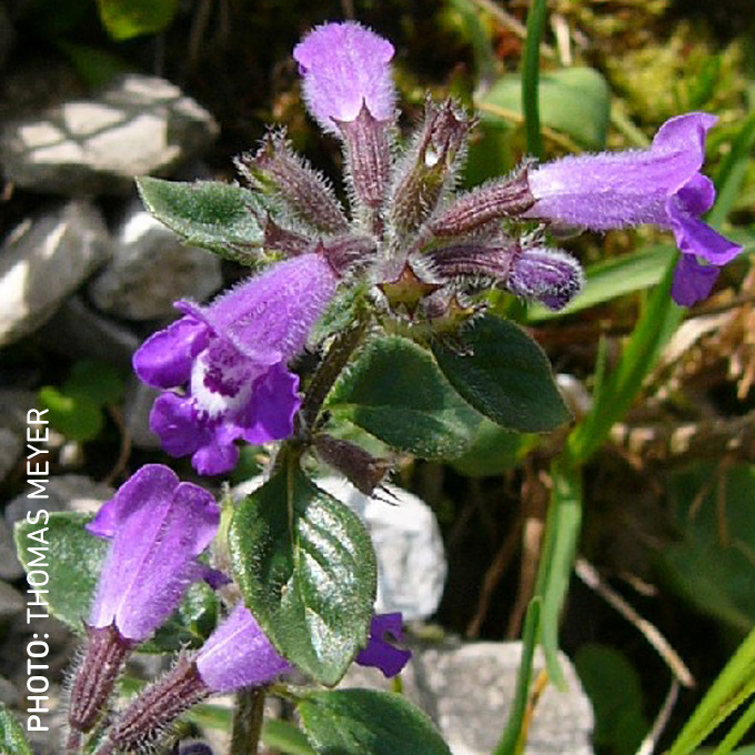 Lesser Calamint